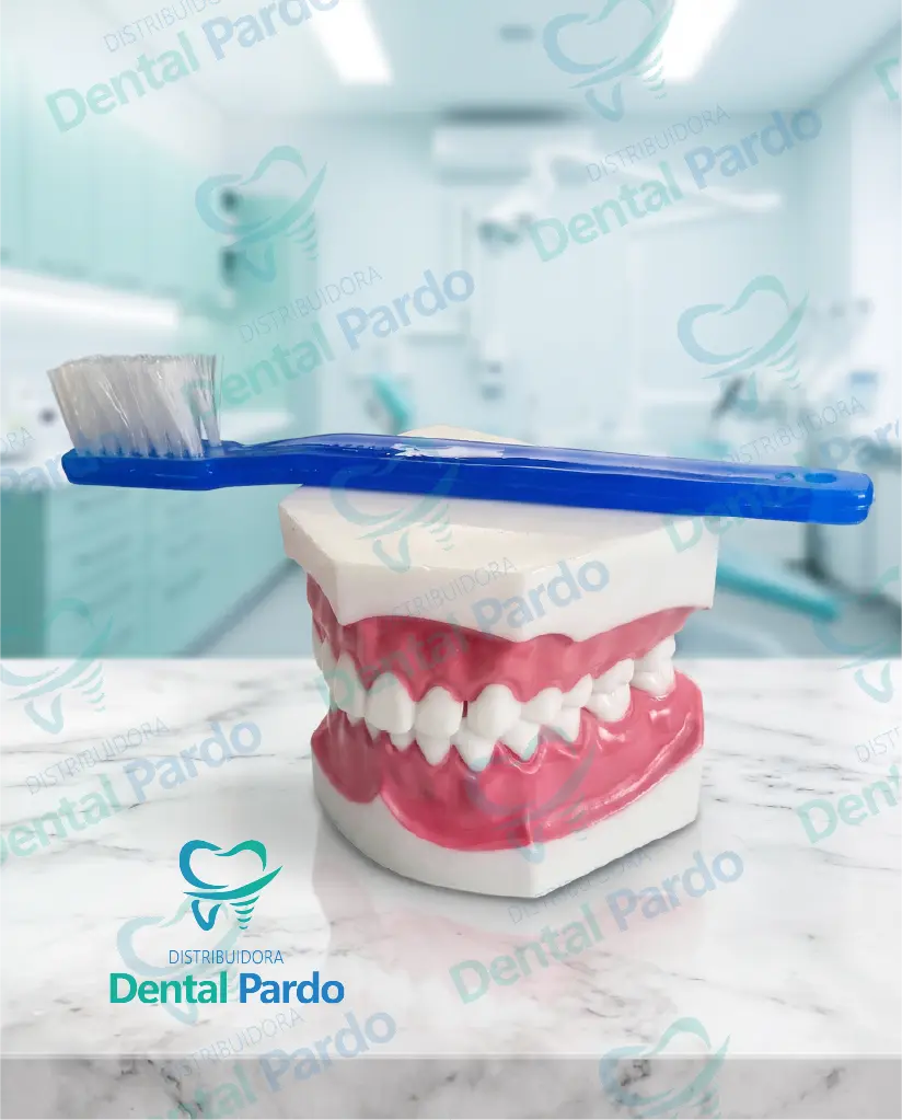[622-051] Macromodelo Dental Didáctico Con Cepillo Gigante